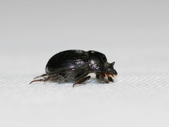 Copris minutus