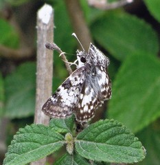 Chiomara asychis autander