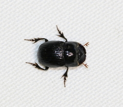 Copris minutus