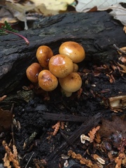 Hygrophorus subsalmonius
