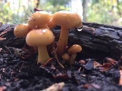 Hygrophorus subsalmonius