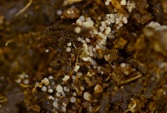 Coprotus leucopocillum