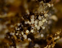 Coprotus leucopocillum