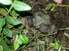 Coprotus leucopocillum