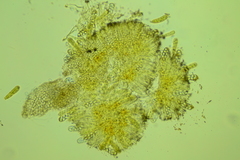 Coprotus leucopocillum
