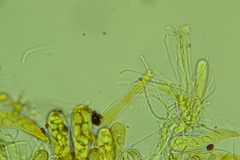 Coprotus leucopocillum