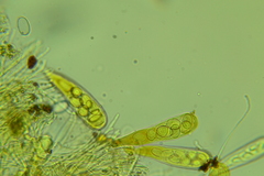 Coprotus leucopocillum