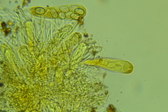 Coprotus leucopocillum