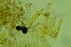 Coprotus leucopocillum