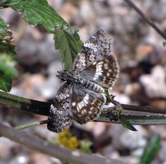 Chiomara asychis autander