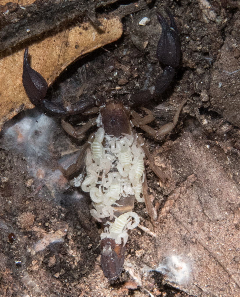 Pseudouroctonus santarita