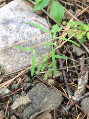 Euphorbia bilobata