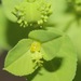 Giant Spurge - Photo (c) Nathan Taylor, some rights reserved (CC BY-NC), uploaded by Nathan Taylor