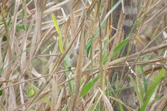 Sporophila caerulescens