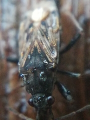 Peritrechus