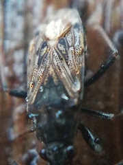 Peritrechus