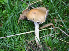 Psathyrella rugocephala