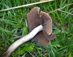 Psathyrella rugocephala