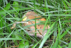 Psathyrella rugocephala