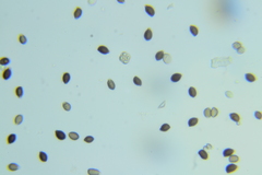 Psathyrella rugocephala