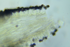Psathyrella rugocephala