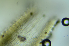 Psathyrella rugocephala