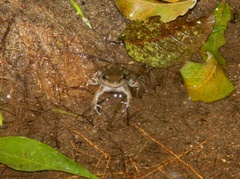 Crossodactylus