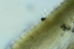 Psathyrella rugocephala