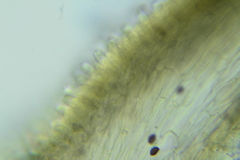 Psathyrella rugocephala