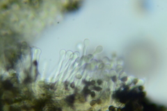 Psathyrella rugocephala