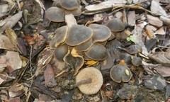 Macrocystidia cucumis