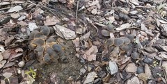 Macrocystidia cucumis