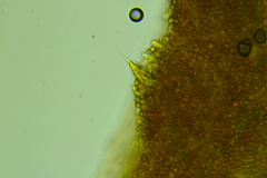 Macrocystidia cucumis