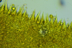 Macrocystidia cucumis