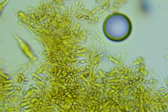 Macrocystidia cucumis
