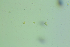 Macrocystidia cucumis