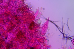 Macrocystidia cucumis