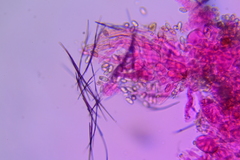 Macrocystidia cucumis