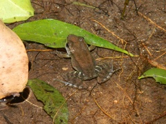 Crossodactylus