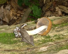 Psathyrella canadensis