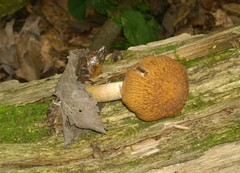 Psathyrella canadensis
