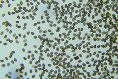 Psathyrella canadensis