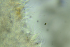 Psathyrella canadensis