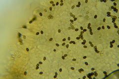 Psathyrella canadensis