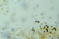 Psathyrella canadensis