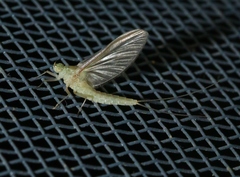 Callibaetis floridanus