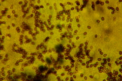 Psathyrella canadensis