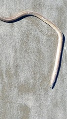 Bascanichthys bascanium