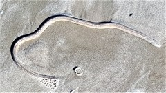 Bascanichthys bascanium