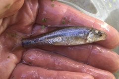 Hesperoleucus venustus subditus